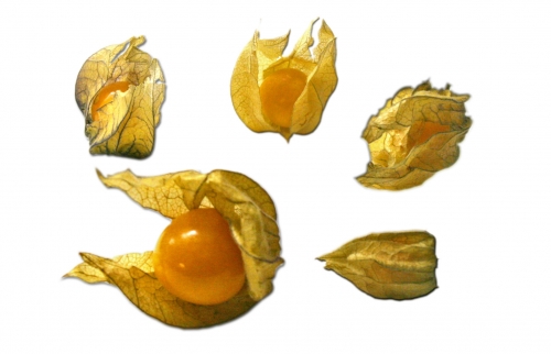 physalis_01_dauni.jpg